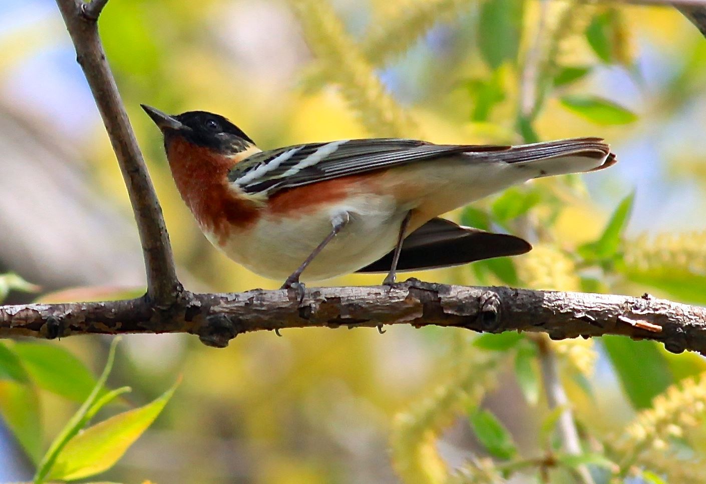 Warblers | Toledo Region